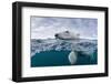 Underwater Polar Bear by Harbour Islands, Nunavut, Canada-Paul Souders-Framed Photographic Print