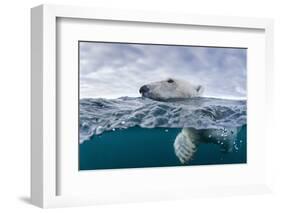 Underwater Polar Bear by Harbour Islands, Nunavut, Canada-Paul Souders-Framed Photographic Print