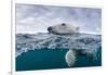 Underwater Polar Bear by Harbour Islands, Nunavut, Canada-Paul Souders-Framed Photographic Print