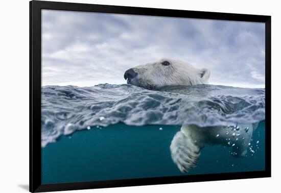 Underwater Polar Bear by Harbour Islands, Nunavut, Canada-Paul Souders-Framed Photographic Print