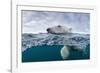 Underwater Polar Bear by Harbour Islands, Nunavut, Canada-Paul Souders-Framed Photographic Print