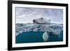 Underwater Polar Bear by Harbour Islands, Nunavut, Canada-Paul Souders-Framed Photographic Print