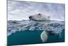 Underwater Polar Bear by Harbour Islands, Nunavut, Canada-Paul Souders-Mounted Photographic Print