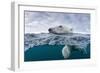 Underwater Polar Bear by Harbour Islands, Nunavut, Canada-Paul Souders-Framed Photographic Print