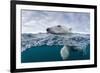 Underwater Polar Bear by Harbour Islands, Nunavut, Canada-Paul Souders-Framed Photographic Print