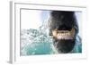 Underwater Polar Bear by Harbour Islands, Nunavut, Canada-Paul Souders-Framed Photographic Print