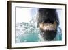 Underwater Polar Bear by Harbour Islands, Nunavut, Canada-Paul Souders-Framed Photographic Print