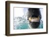 Underwater Polar Bear by Harbour Islands, Nunavut, Canada-Paul Souders-Framed Photographic Print