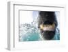 Underwater Polar Bear by Harbour Islands, Nunavut, Canada-Paul Souders-Framed Photographic Print