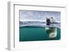 Underwater Polar Bear by Harbour Islands, Nunavut, Canada-Paul Souders-Framed Photographic Print