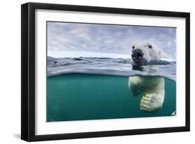 Underwater Polar Bear by Harbour Islands, Nunavut, Canada-Paul Souders-Framed Photographic Print