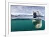 Underwater Polar Bear by Harbour Islands, Nunavut, Canada-Paul Souders-Framed Photographic Print
