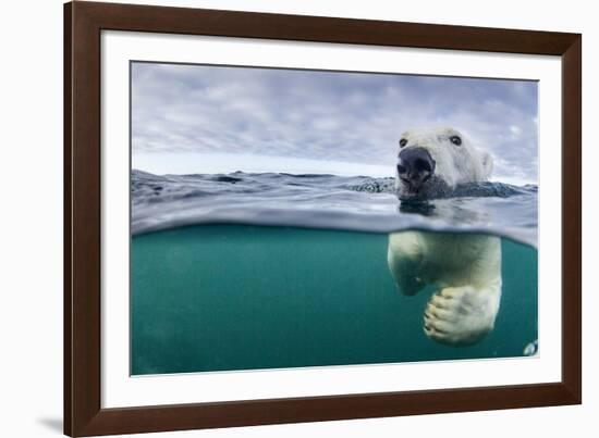 Underwater Polar Bear by Harbour Islands, Nunavut, Canada-Paul Souders-Framed Photographic Print