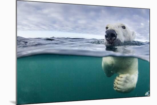 Underwater Polar Bear by Harbour Islands, Nunavut, Canada-Paul Souders-Mounted Photographic Print
