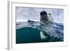 Underwater Polar Bear by Harbour Islands, Nunavut, Canada-Paul Souders-Framed Photographic Print