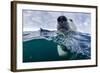 Underwater Polar Bear by Harbour Islands, Nunavut, Canada-Paul Souders-Framed Photographic Print