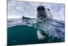 Underwater Polar Bear by Harbour Islands, Nunavut, Canada-Paul Souders-Mounted Photographic Print