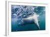 Underwater Polar Bear by Harbour Islands, Nunavut, Canada-Paul Souders-Framed Photographic Print