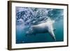 Underwater Polar Bear by Harbour Islands, Nunavut, Canada-Paul Souders-Framed Photographic Print