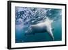 Underwater Polar Bear by Harbour Islands, Nunavut, Canada-Paul Souders-Framed Photographic Print