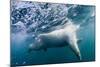 Underwater Polar Bear by Harbour Islands, Nunavut, Canada-Paul Souders-Mounted Photographic Print