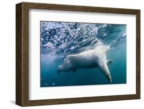 Underwater Polar Bear by Harbour Islands, Nunavut, Canada-Paul Souders-Framed Photographic Print