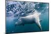 Underwater Polar Bear by Harbour Islands, Nunavut, Canada-Paul Souders-Mounted Photographic Print