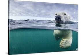 Underwater Polar Bear by Harbour Islands, Nunavut, Canada-Paul Souders-Stretched Canvas