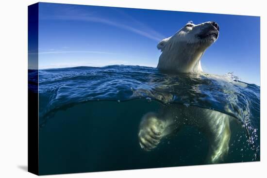 Underwater Polar Bear, Hudson Bay, Nunavut, Canada-Paul Souders-Stretched Canvas