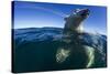 Underwater Polar Bear, Hudson Bay, Nunavut, Canada-Paul Souders-Stretched Canvas