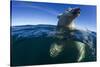 Underwater Polar Bear, Hudson Bay, Nunavut, Canada-Paul Souders-Stretched Canvas