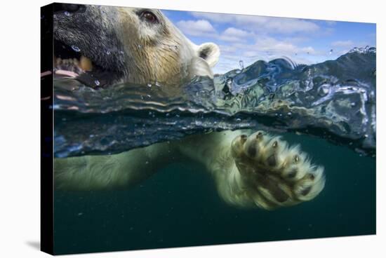 Underwater Polar Bear, Hudson Bay, Nunavut, Canada-Paul Souders-Stretched Canvas