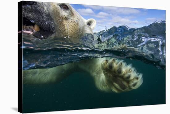 Underwater Polar Bear, Hudson Bay, Nunavut, Canada-Paul Souders-Stretched Canvas