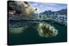 Underwater Polar Bear, Hudson Bay, Nunavut, Canada-Paul Souders-Stretched Canvas