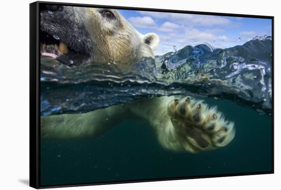 Underwater Polar Bear, Hudson Bay, Nunavut, Canada-Paul Souders-Framed Stretched Canvas