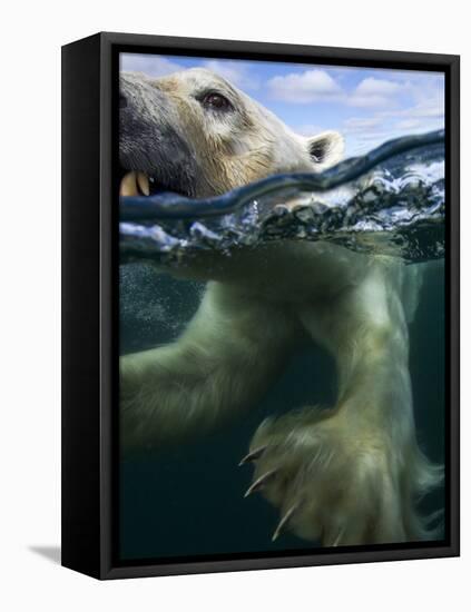 Underwater Polar Bear, Hudson Bay, Nunavut, Canada-Paul Souders-Framed Stretched Canvas