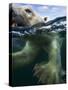 Underwater Polar Bear, Hudson Bay, Nunavut, Canada-Paul Souders-Stretched Canvas