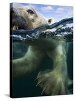 Underwater Polar Bear, Hudson Bay, Nunavut, Canada-Paul Souders-Stretched Canvas