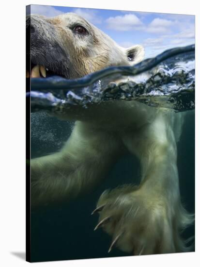 Underwater Polar Bear, Hudson Bay, Nunavut, Canada-Paul Souders-Stretched Canvas