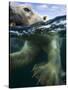 Underwater Polar Bear, Hudson Bay, Nunavut, Canada-Paul Souders-Stretched Canvas