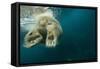 Underwater Polar Bear, Hudson Bay, Nunavut, Canada-Paul Souders-Framed Stretched Canvas