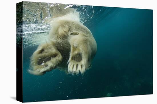 Underwater Polar Bear, Hudson Bay, Nunavut, Canada-Paul Souders-Stretched Canvas