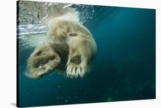 Underwater Polar Bear, Hudson Bay, Nunavut, Canada-Paul Souders-Stretched Canvas