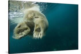 Underwater Polar Bear, Hudson Bay, Nunavut, Canada-Paul Souders-Stretched Canvas