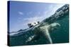 Underwater Polar Bear, Hudson Bay, Nunavut, Canada-Paul Souders-Stretched Canvas