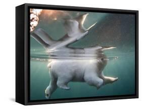 Underwater Polar Bear, Hudson Bay, Nunavut, Canada-Paul Souders-Framed Stretched Canvas