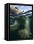 Underwater Polar Bear, Hudson Bay, Nunavut, Canada-Paul Souders-Framed Stretched Canvas