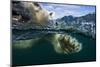 Underwater Polar Bear, Hudson Bay, Nunavut, Canada-Paul Souders-Mounted Premium Photographic Print