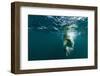 Underwater Polar Bear, Hudson Bay, Nunavut, Canada-Paul Souders-Framed Photographic Print