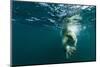 Underwater Polar Bear, Hudson Bay, Nunavut, Canada-Paul Souders-Mounted Photographic Print